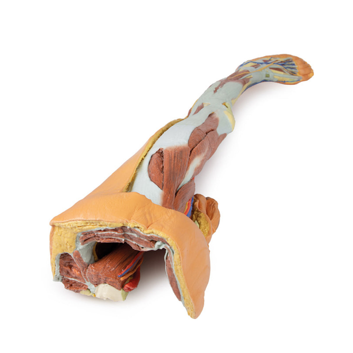 Lower limb – superficial dissection with male left pelvis | EZ-MP1818 | Sim & Skills Ltd