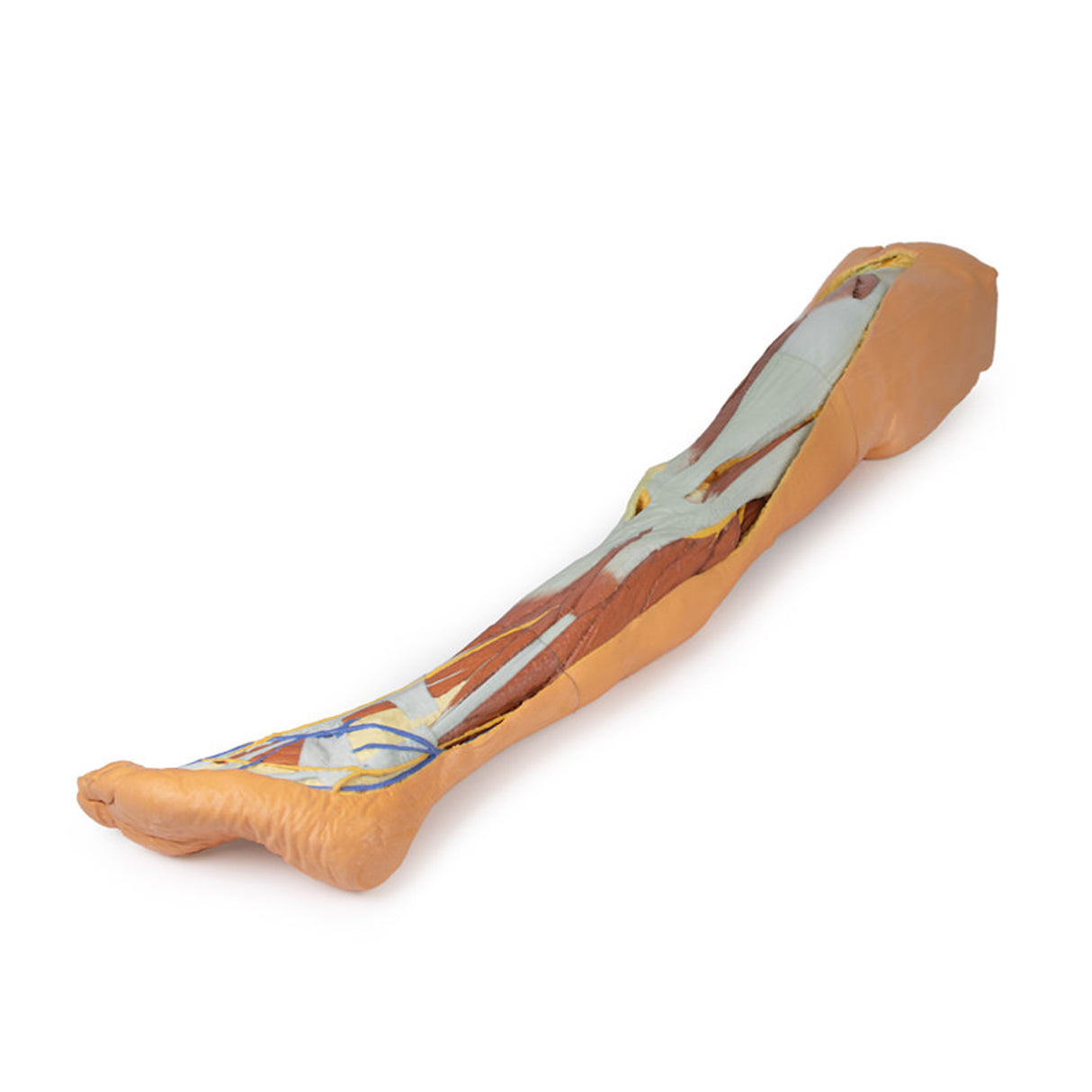 Lower limb – superficial dissection with male left pelvis | EZ-MP1818 | Sim & Skills Ltd