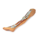 Lower limb – superficial dissection with male left pelvis | EZ-MP1818 | Sim & Skills Ltd