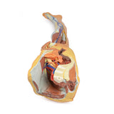 Lower limb – superficial dissection with male left pelvis | EZ-MP1818 | Sim & Skills Ltd