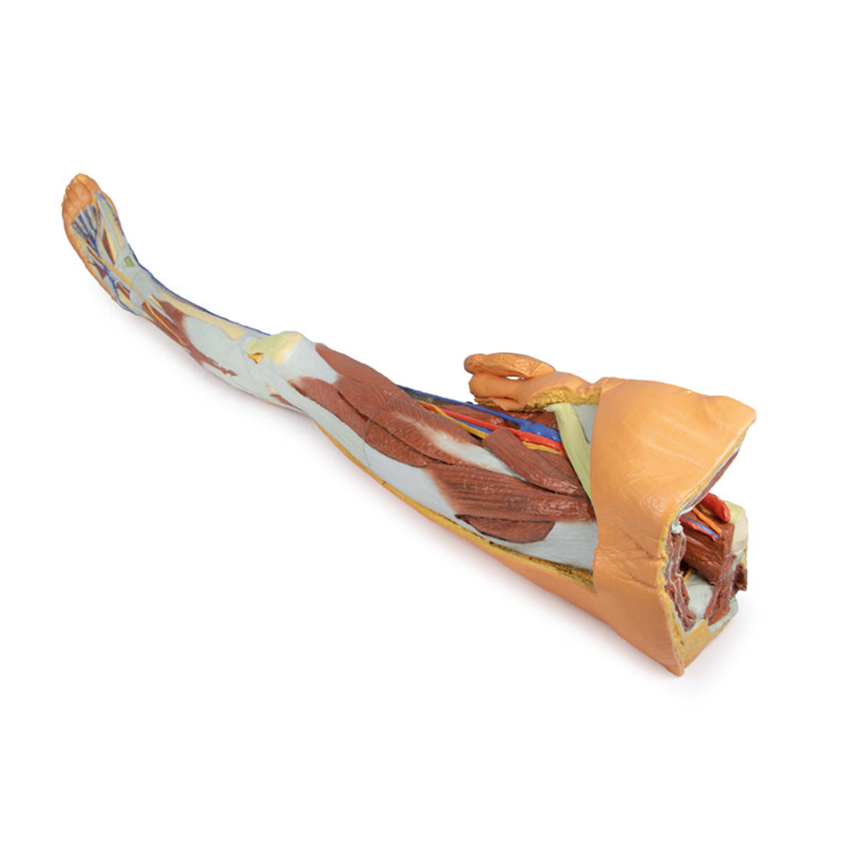 Lower limb – superficial dissection with male left pelvis | EZ-MP1818 | Sim & Skills Ltd