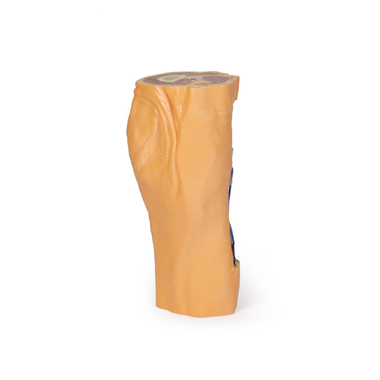 Popliteal Fossa distal thigh and proximal leg | EZ-MP1820 | Sim & Skills Ltd