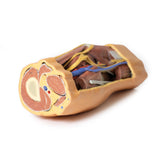 Popliteal Fossa distal thigh and proximal leg | EZ-MP1820 | Sim & Skills Ltd