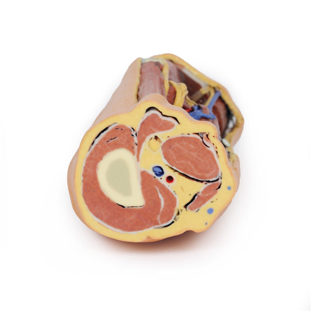Popliteal Fossa distal thigh and proximal leg | EZ-MP1820 | Sim & Skills Ltd