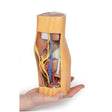 Popliteal Fossa distal thigh and proximal leg | EZ-MP1820 | Sim & Skills Ltd