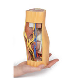 Popliteal Fossa distal thigh and proximal leg | EZ-MP1820 | Sim & Skills Ltd