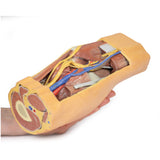 Popliteal Fossa distal thigh and proximal leg | EZ-MP1820 | Sim & Skills Ltd