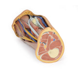 Popliteal Fossa | EZ-MP1830 | Sim & Skills Ltd