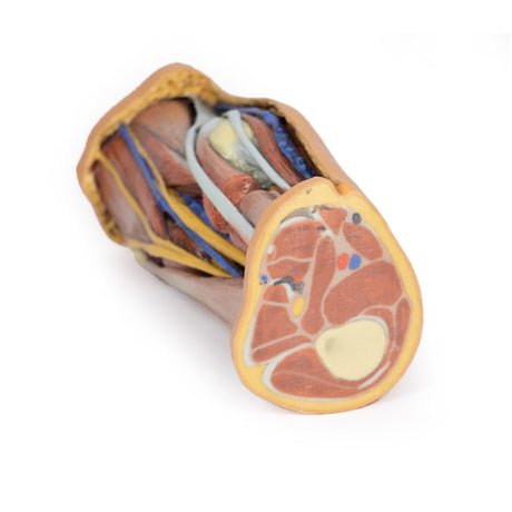 Popliteal Fossa | EZ-MP1830 | Sim & Skills Ltd
