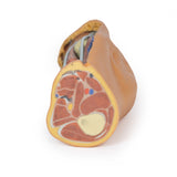 Popliteal Fossa | EZ-MP1830 | Sim & Skills Ltd