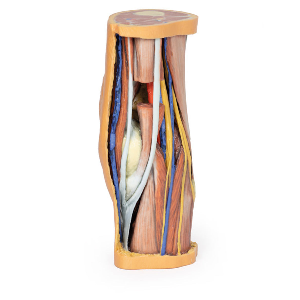 Popliteal Fossa | EZ-MP1830 | Sim & Skills Ltd