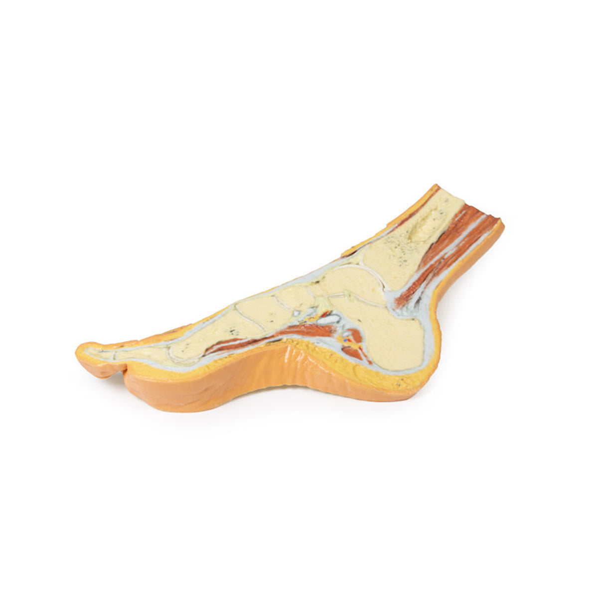 Foot - Parasagittal cross-section | EZ-MP1850 | Sim & Skills Ltd