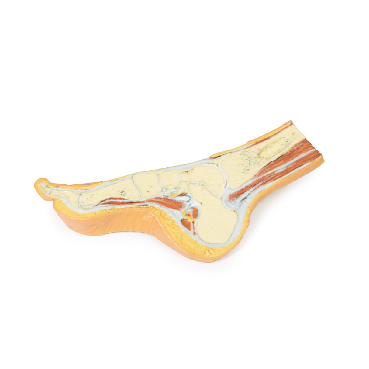 Foot - Parasagittal cross-section | EZ-MP1850 | Sim & Skills Ltd