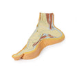 Foot - Parasagittal cross-section | EZ-MP1850 | Sim & Skills Ltd