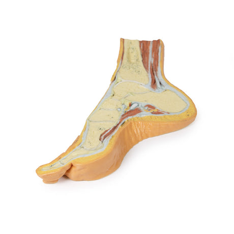 Foot - Parasagittal cross-section | EZ-MP1850 | Sim & Skills Ltd