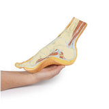 Foot - Parasagittal cross-section | EZ-MP1850 | Sim & Skills Ltd