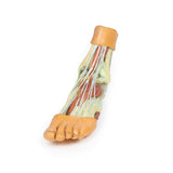 Foot - Structures of the plantar surface | EZ-MP1900 | Sim & Skills Ltd