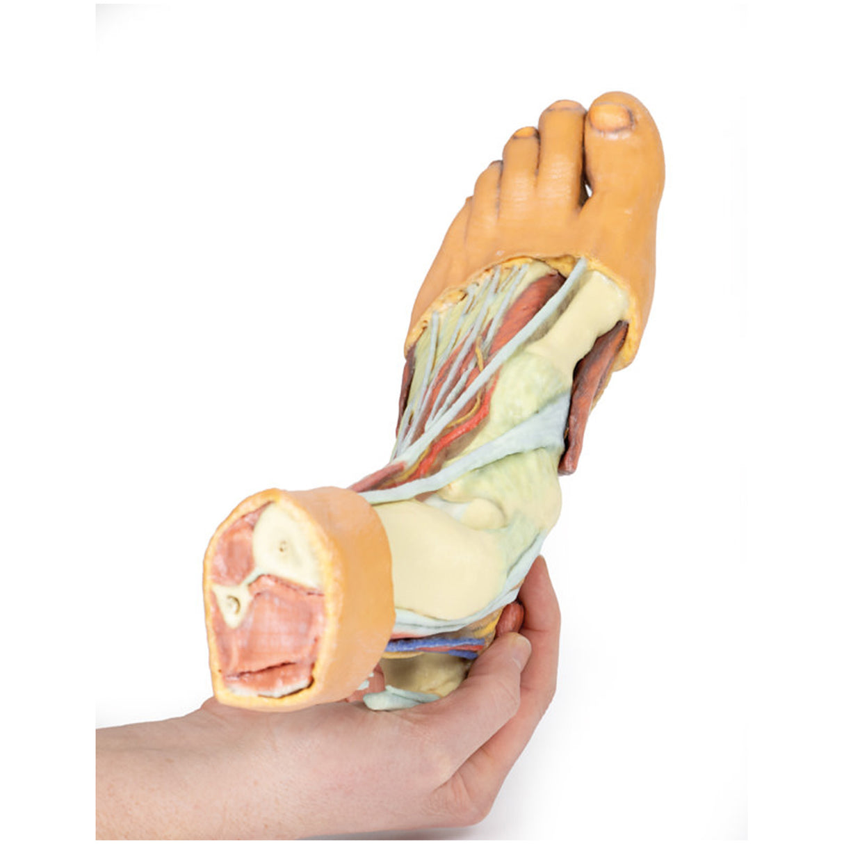 Foot - Structures of the plantar surface | EZ-MP1900 | Sim & Skills Ltd