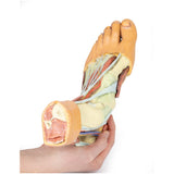 Foot - Structures of the plantar surface | EZ-MP1900 | Sim & Skills Ltd
