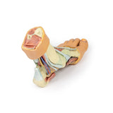 Foot - Structures of the plantar surface | EZ-MP1900 | Sim & Skills Ltd