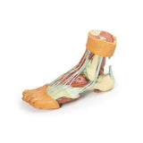 Foot - Structures of the plantar surface | EZ-MP1900 | Sim & Skills Ltd