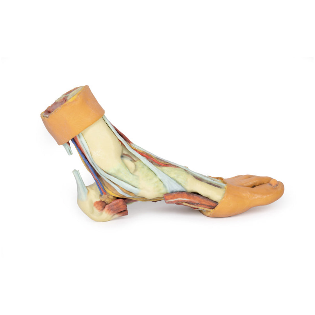 Foot - Structures of the plantar surface | EZ-MP1900 | Sim & Skills Ltd