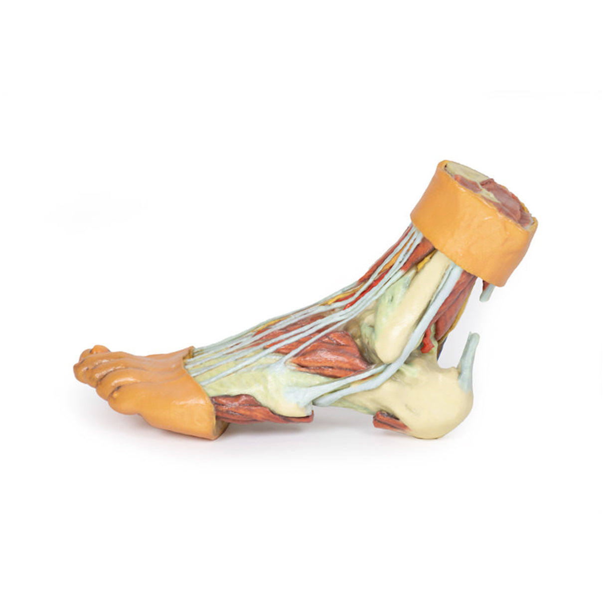 Foot - Structures of the plantar surface | EZ-MP1900 | Sim & Skills Ltd