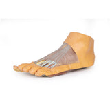 Foot - Plantar surface & superficial dissection on the dorsum | EZ-MP1910 | Sim & Skills Ltd