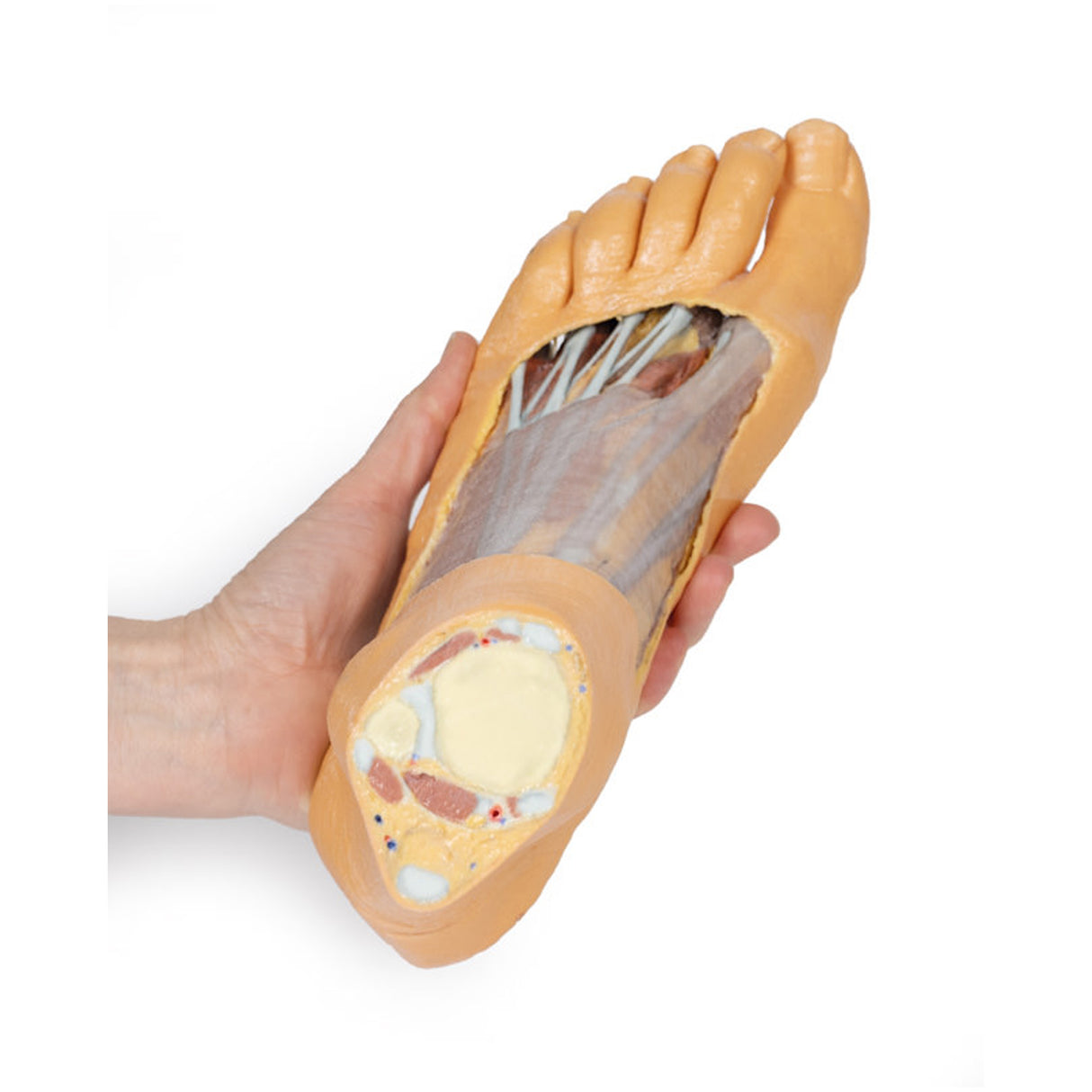 Foot - Plantar surface & superficial dissection on the dorsum | EZ-MP1910 | Sim & Skills Ltd