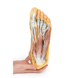 Foot - Plantar surface & superficial dissection on the dorsum | EZ-MP1910 | Sim & Skills Ltd