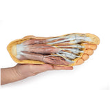 Foot - Plantar surface & superficial dissection on the dorsum | EZ-MP1910 | Sim & Skills Ltd