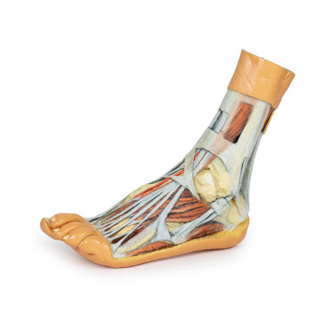 Foot - Superficial and deep dissection of distal leg and foot | EZ-MP1920 | Sim & Skills Ltd