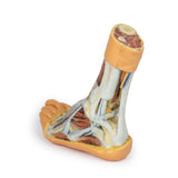 Foot - Superficial and deep dissection of distal leg and foot | EZ-MP1920 | Sim & Skills Ltd