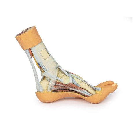 Foot - Superficial and deep dissection of distal leg and foot | EZ-MP1920 | Sim & Skills Ltd
