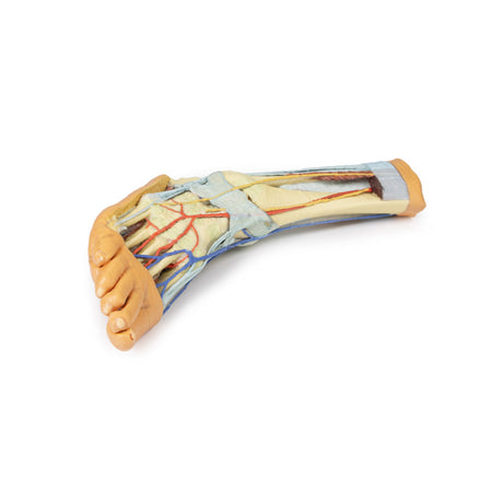 Foot - Superficial and deep structures of the distal leg and foot | EZ-MP1930 | Sim & Skills Ltd