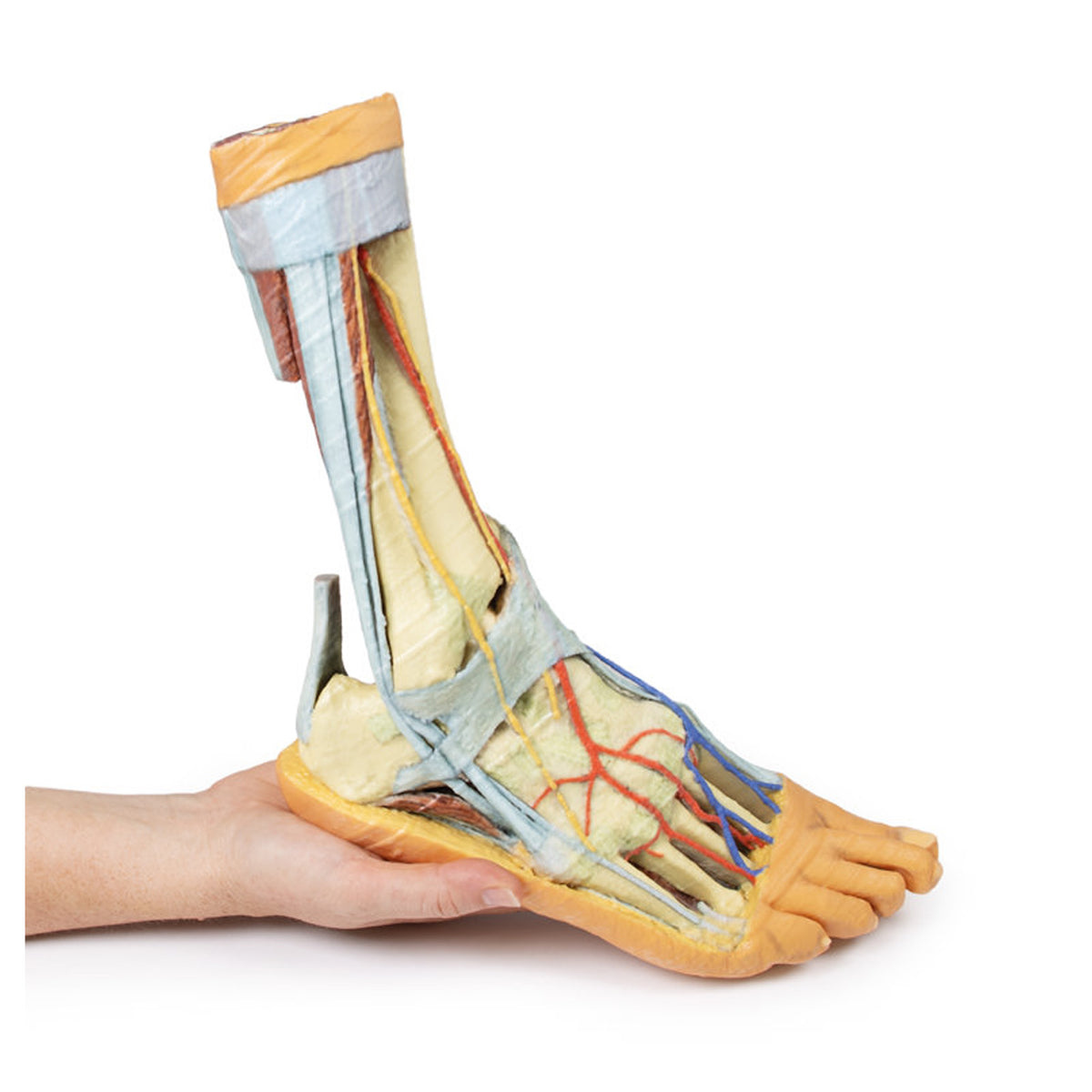 Foot - Superficial and deep structures of the distal leg and foot – Sim ...