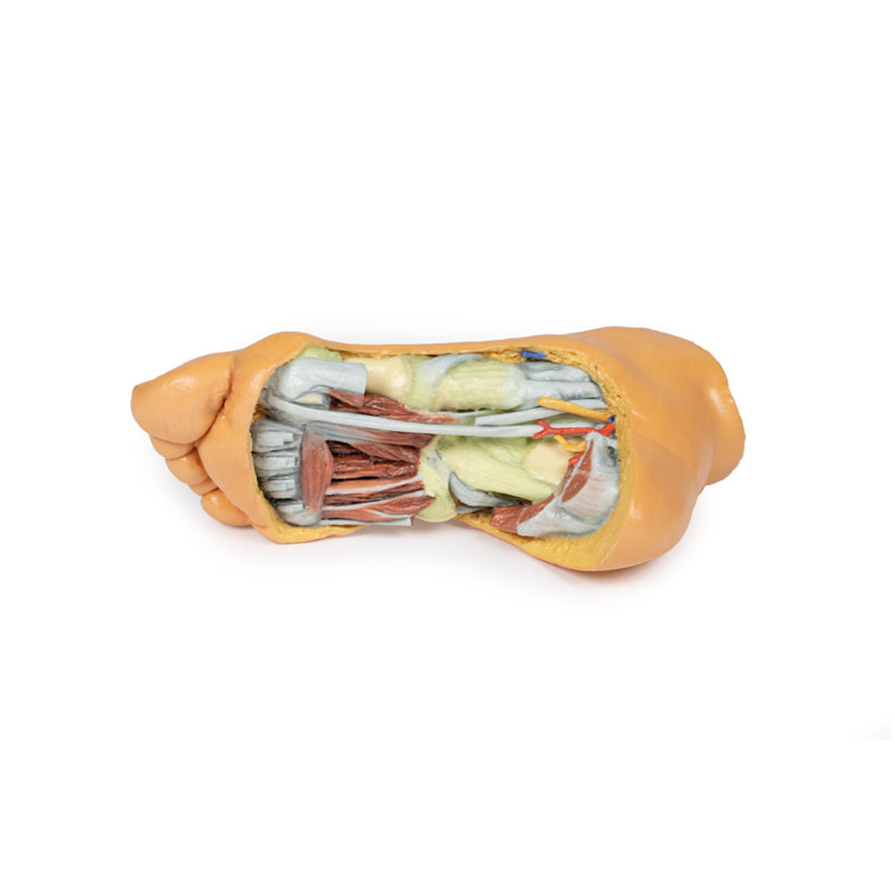 Foot - Deep plantar structures | EZ-MP1940 | Sim & Skills Ltd