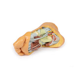 Foot - Deep plantar structures | EZ-MP1940 | Sim & Skills Ltd