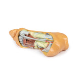 Foot - Deep plantar structures | EZ-MP1940 | Sim & Skills Ltd