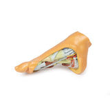 Foot - Deep plantar structures | EZ-MP1940 | Sim & Skills Ltd