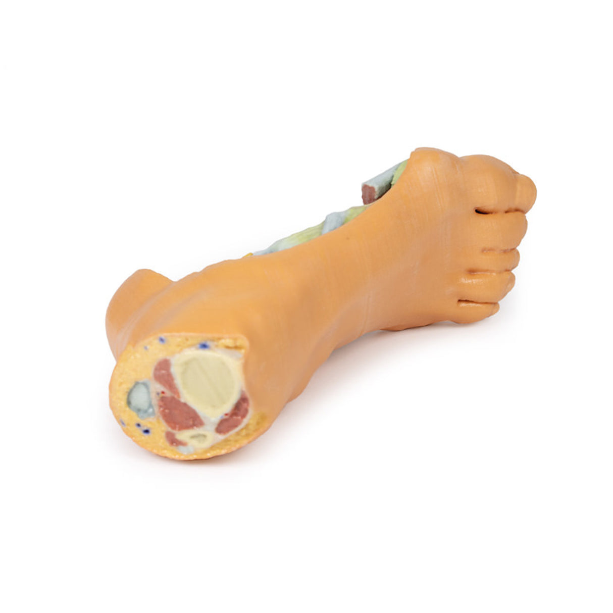 Foot - Deep plantar structures | EZ-MP1940 | Sim & Skills Ltd