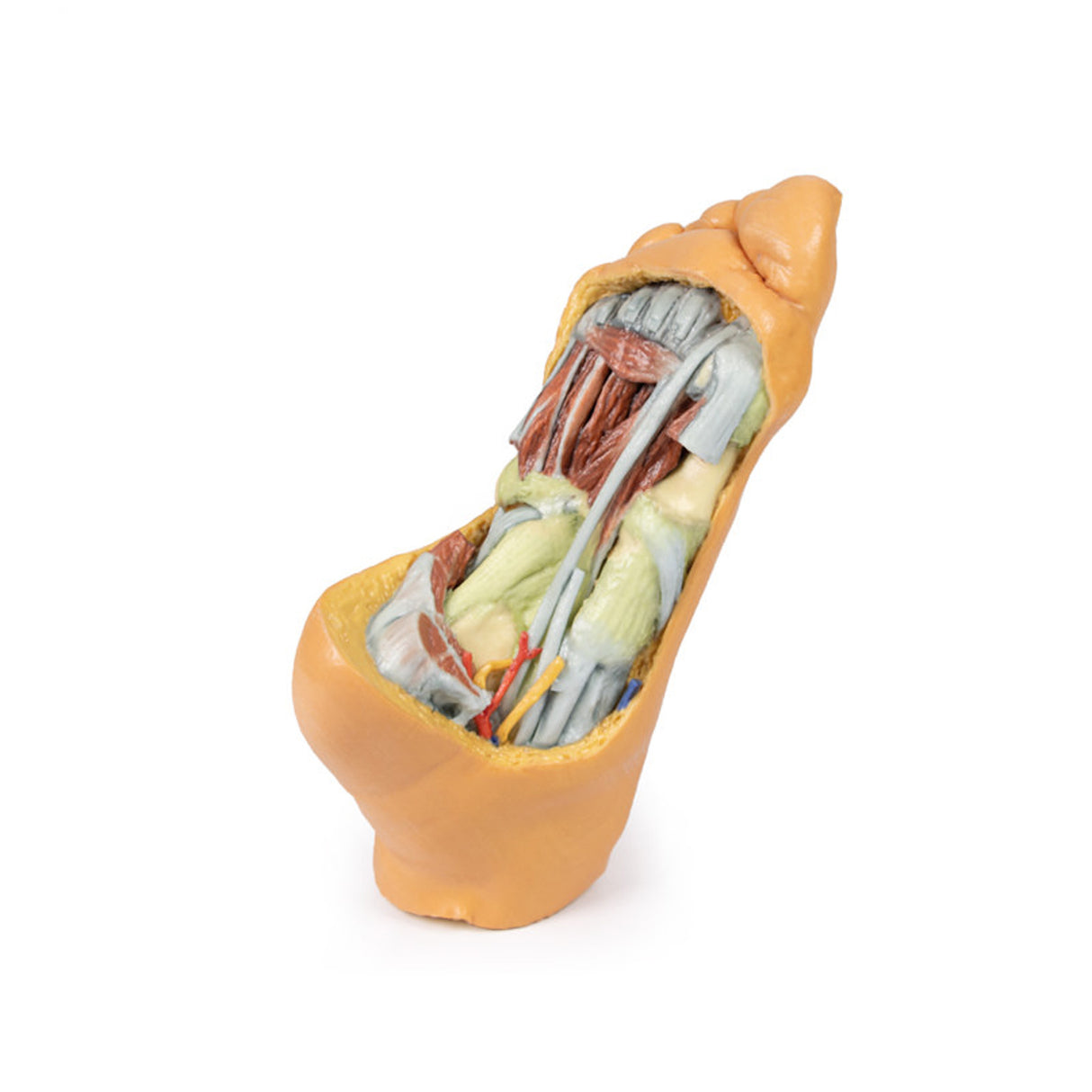 Foot - Deep plantar structures | EZ-MP1940 | Sim & Skills Ltd