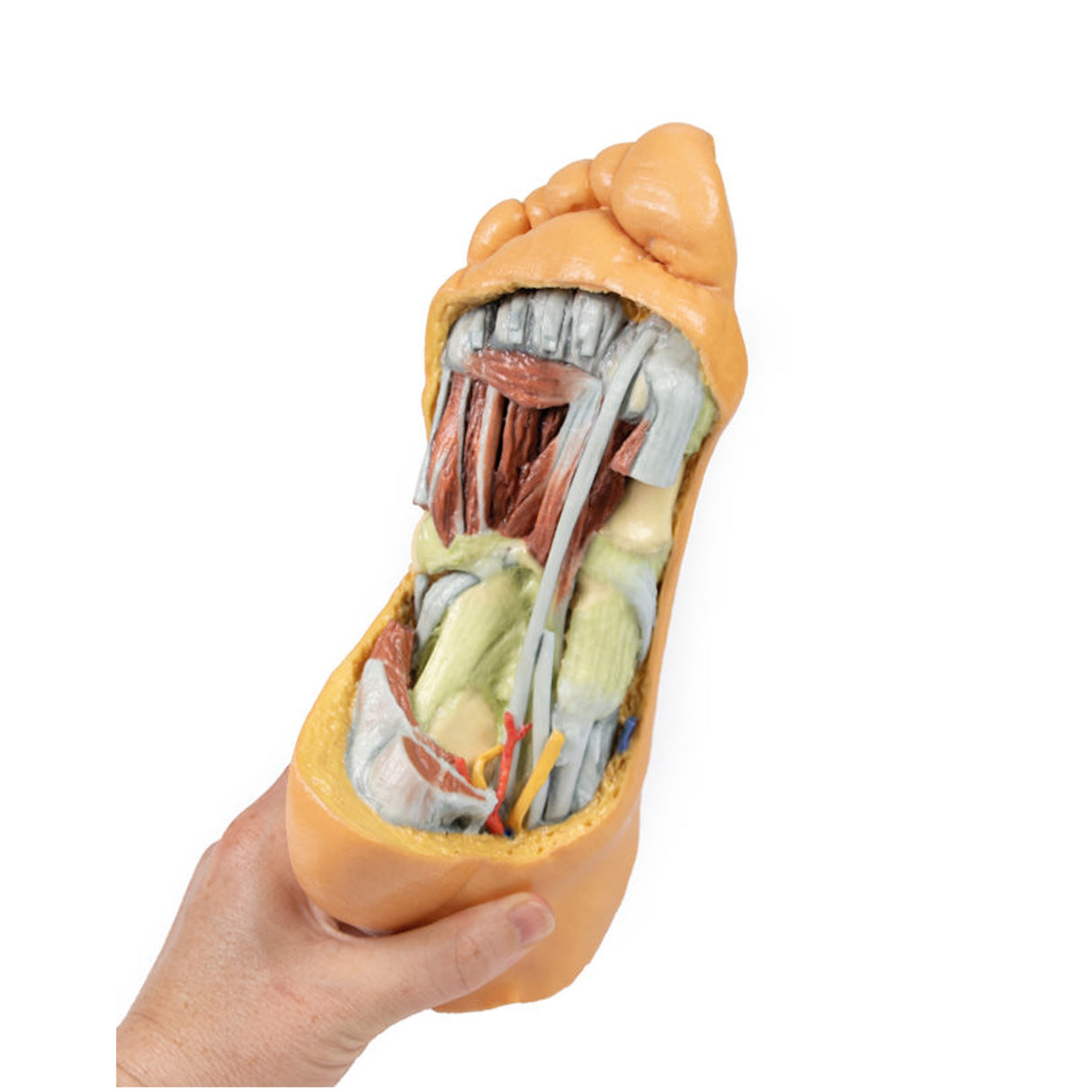 Foot - Deep plantar structures | EZ-MP1940 | Sim & Skills Ltd