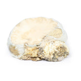 Pituitary Adenoma | EZ-MP2006 | Sim & Skills Ltd