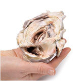 Calcified Aortic Valvular Stenosis Bicuspid Aortic Valve | EZ-MP2038 | Sim & Skills Ltd