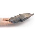 Bronchopneumonia | EZ-MP2058 | Sim & Skills Ltd