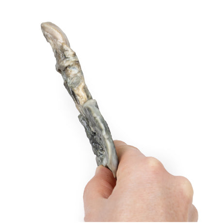 Tracheoesophageal Fistula and Oesophagus Atresia | EZ-MP2059 | Sim & Skills Ltd