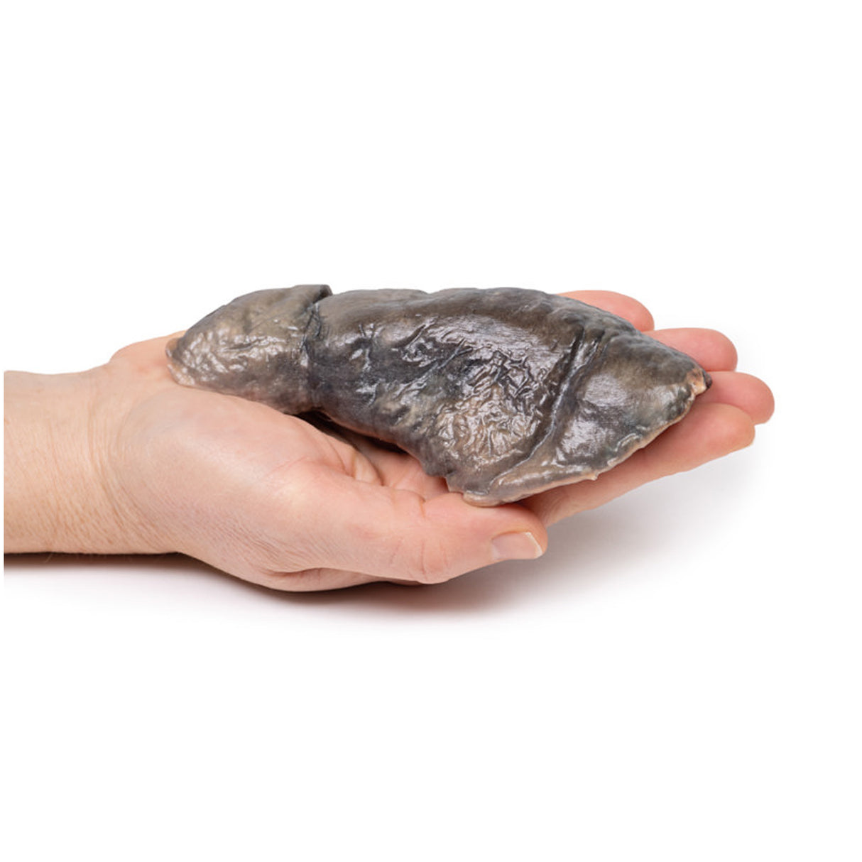 Lung—Cystic Fibrosis | EZ-MP2063 | Sim & Skills Ltd