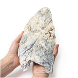 Lung - Staphylococcus aureus Abscesses | EZ-MP2064 | Sim & Skills Ltd