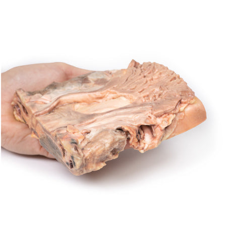 Chronic Gastric Ulcer | EZ-MP2076 | Sim & Skills Ltd